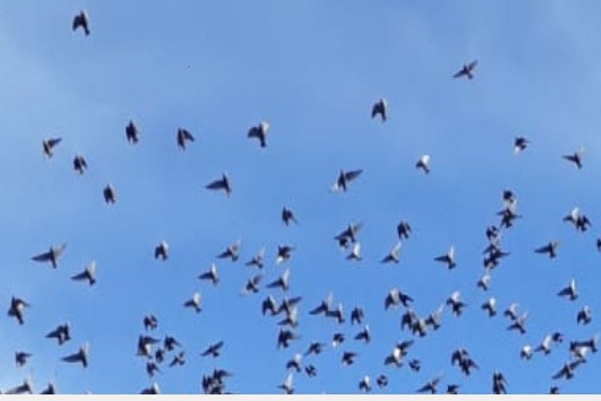 In Puglia è aperta la caccia agli storni