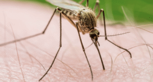 West Nile virus, cavallo positivo in Puglia: scattano le restrizioni sulle donazioni di sangue
