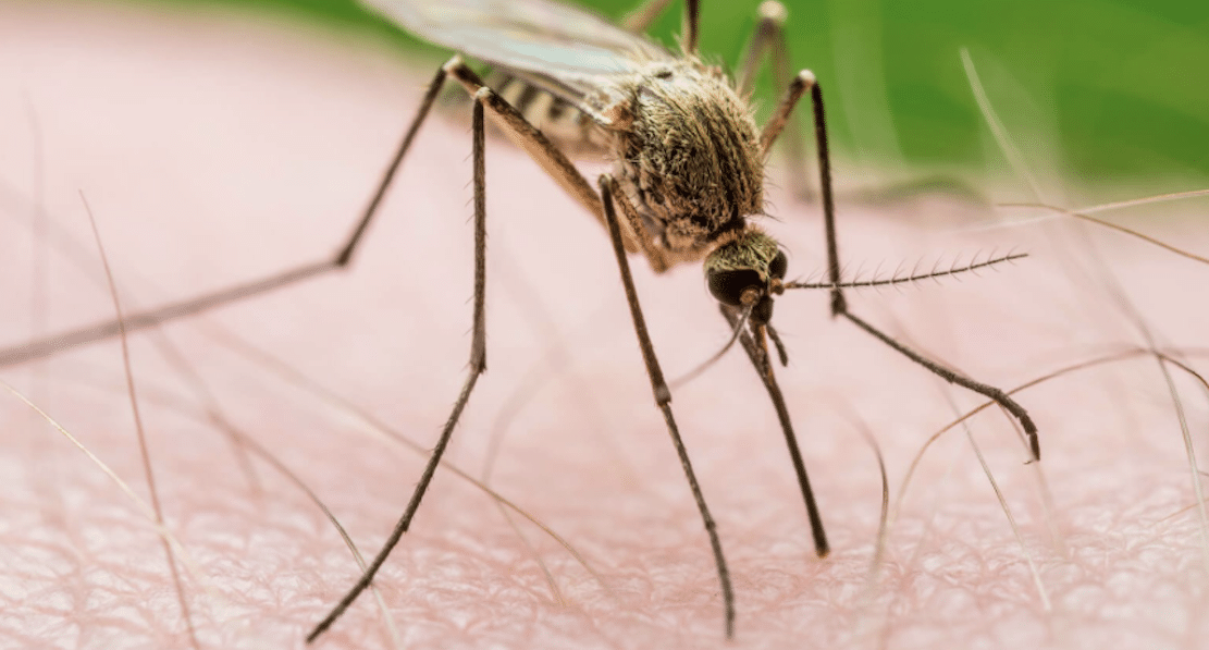 West Nile virus, cavallo positivo in Puglia: scattano le restrizioni sulle donazioni di sangue