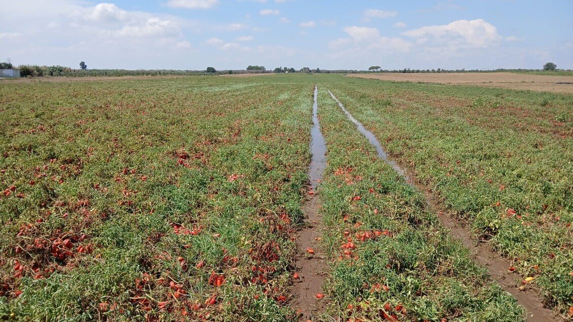 Danni alle coltivazioni a Brindisi a causa di una 'bomba d'acqua'