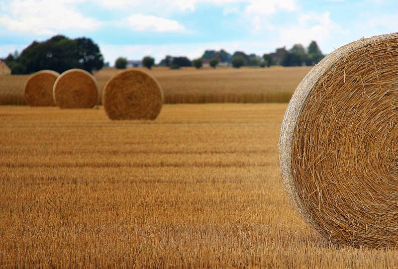 Due nuovi avvisi pubblici per lo sviluppo rurale in Puglia