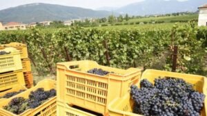 Inizia la vendemmia del Primitivo in Puglia: «La qualità è al top»