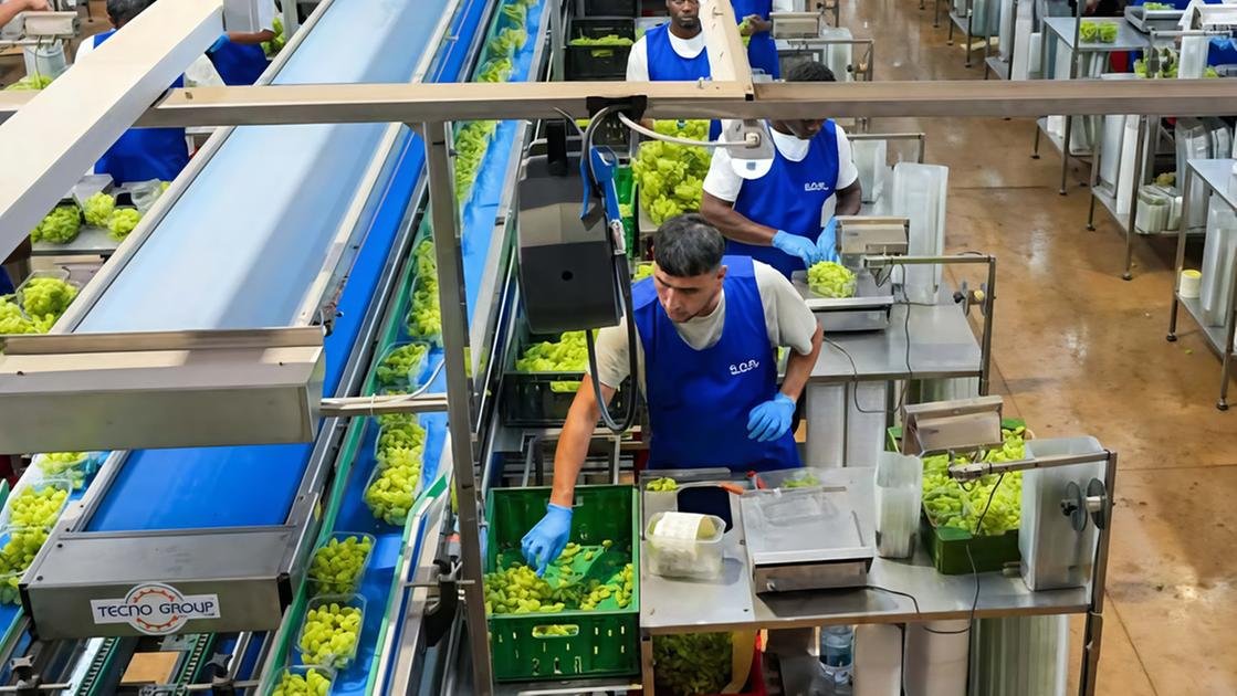 L’uva di Puglia conquista i mercati con un export che supera il miliardo di euro.