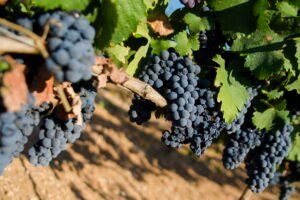 Primitivo di Puglia: vendemmia da record con un aumento del 20% e qualità eccezionale