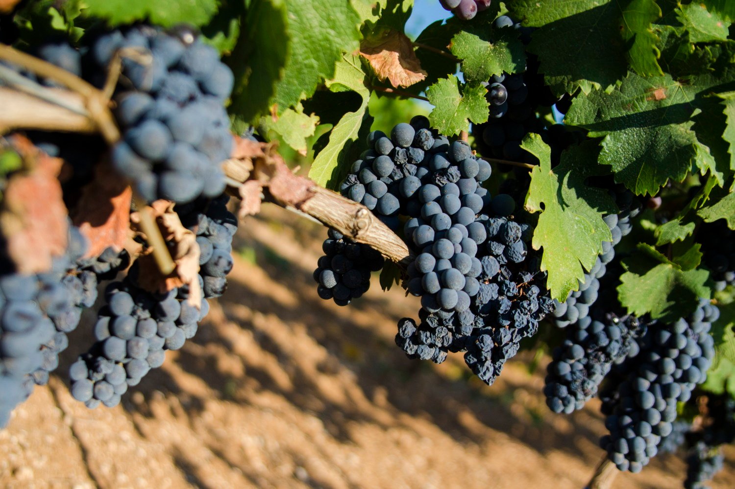 Primitivo di Puglia: vendemmia da record con un aumento del 20% e qualità eccezionale