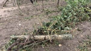 Tornado e grandine colpiscono vigneti e oliveti a Taranto: "Bollettino di guerra in campagna"