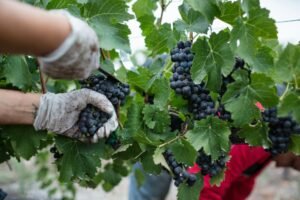 Vendemmia 2025 in Puglia: raccolta del Primitivo in aumento del 20%