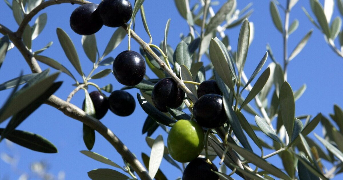 La legge di Urso e Lollobrigida contro il Made in Italy che ha messo in crisi il settore olivicolo