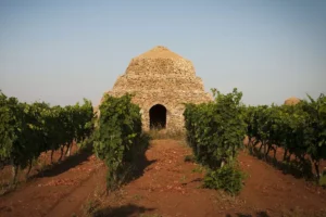 Vendemmia: aumento della produzione di primitivo in Puglia secondo Confagricoltura