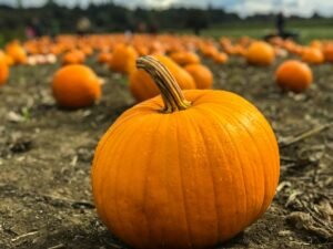 Autunno d'oro per la zucca pugliese: +20% di produzione e aumento degli eventi