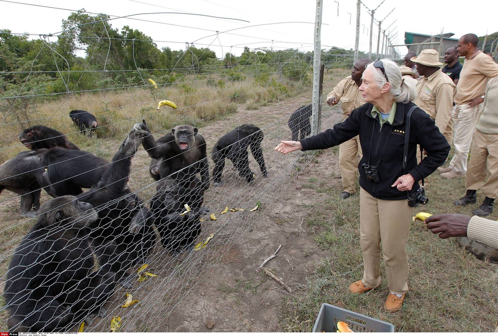 È morta Jane Goodall, la donna che comunicava con gli scimpanzé, all'età di 91 anni.