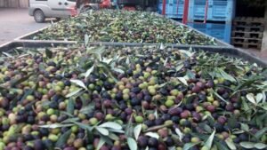 Furti di olive e truffe online: la Coldiretti Puglia denuncia un aumento della criminalità per gli agricoltori della regione