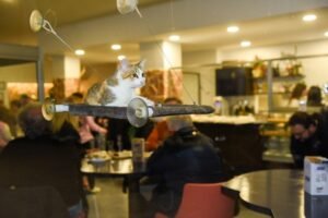 Gatti, amore e tanta tenerezza: apre a Trani il primo Cat Café in Puglia
