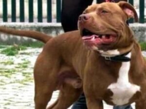 Gravina in Puglia: runner azzannato da due pitbull mentre fa jogging nei campi ottiene un risarcimento di 31mila euro