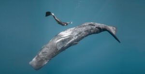 Ocean Film Festival World Tour arriva a Bari