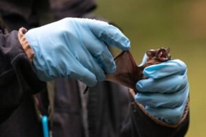 Pipistrelli negli allevamenti suini in Italia: rischi di nuovi virus?