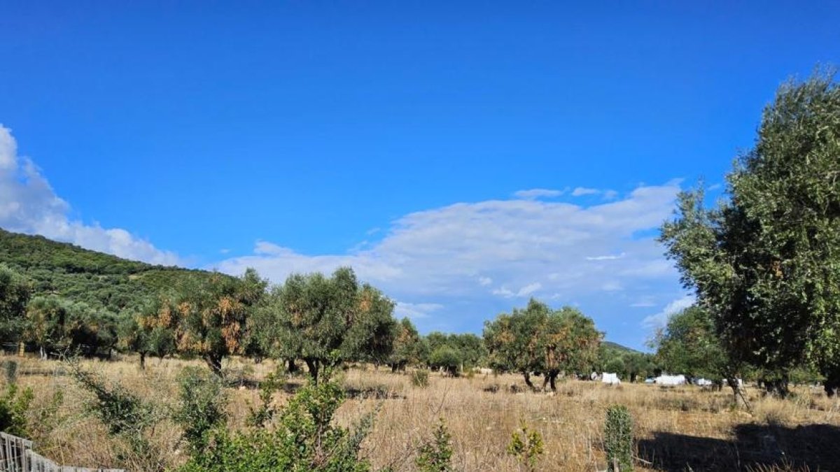 Xylella: il batterio colpisce anche il Gargano, infettati 21 milioni di ulivi in Puglia in 12 anni