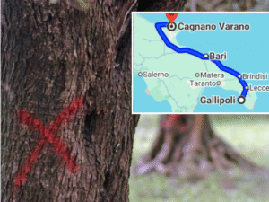 Xylella, il batterio killer degli ulivi ha invaso tutta la Puglia: in 12 anni è passato dal Salento al Gargano.