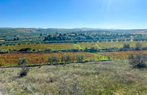 A Canosa di Puglia, un patrimonio paesaggistico e rurale di 14mila ettari: obiettivo protezione e valorizzazione.