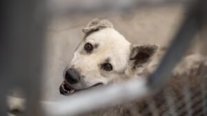 Abbandona un cane sul balcone, che cade e muore: multa di 5.000 euro