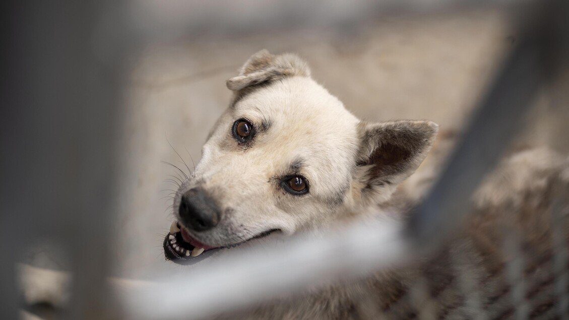 Abbandona un cane sul balcone, che cade e muore: multa di 5.000 euro