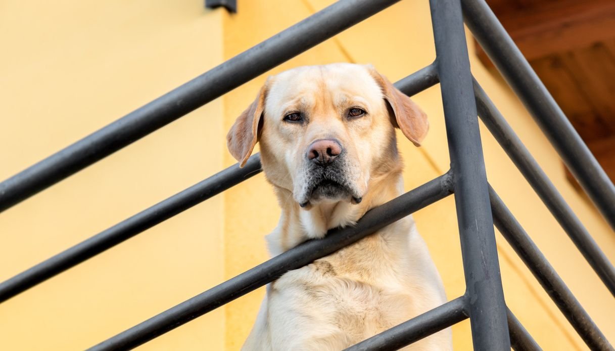 Cane legato sul balcone a Lecce tenta di fuggire lanciandosi nel vuoto e muore dopo la caduta su un'auto.