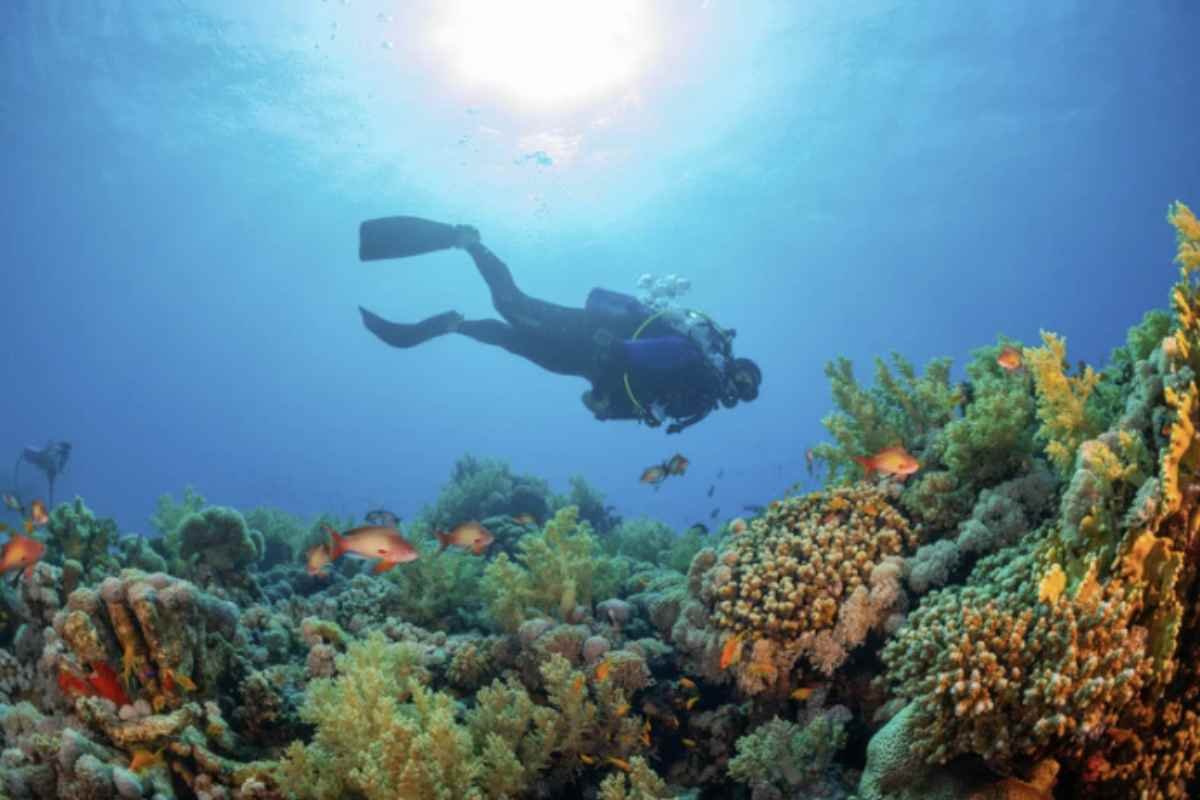 C'è una nuova barriera corallina in Italia: una scoperta quasi per caso che offre uno spettacolo unico.