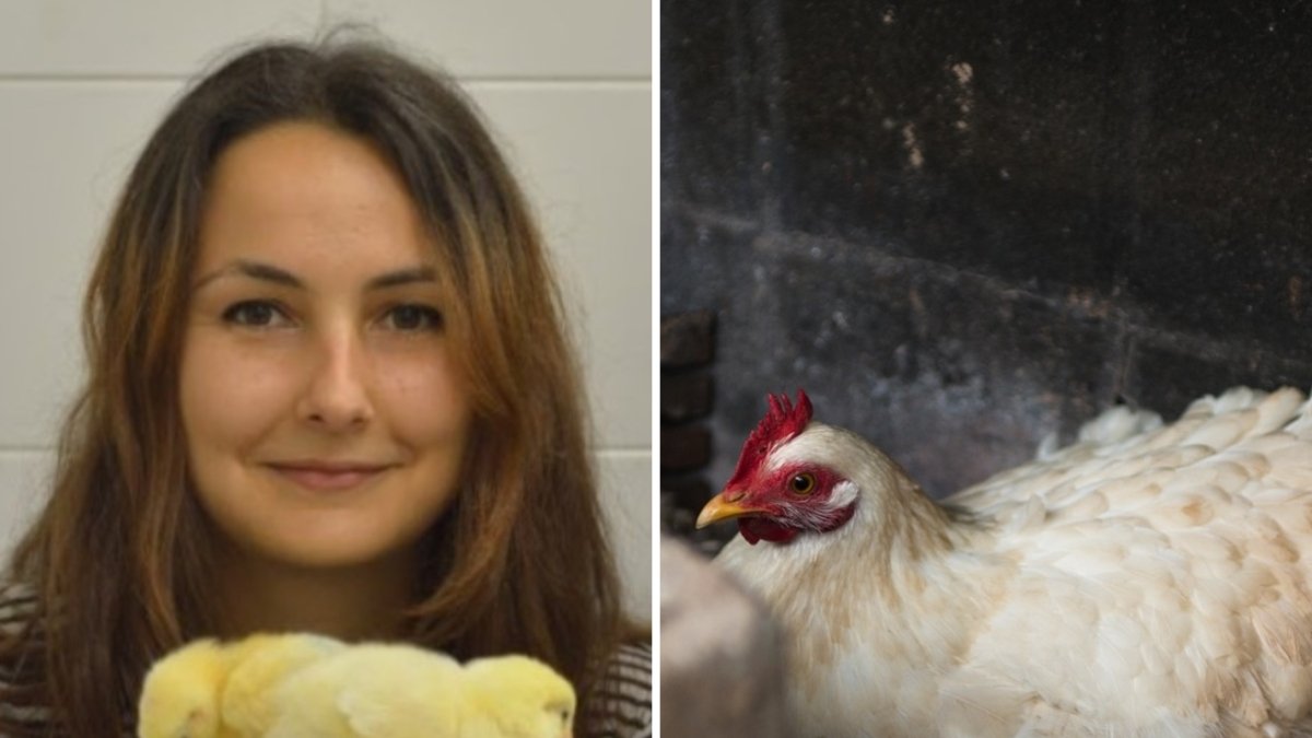 Cosa pensano i polli: lo studio di una ricercatrice barese sulla psicologia degli animali vince un bando da 4 milioni di euro