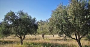 La Puglia guida l'Italia