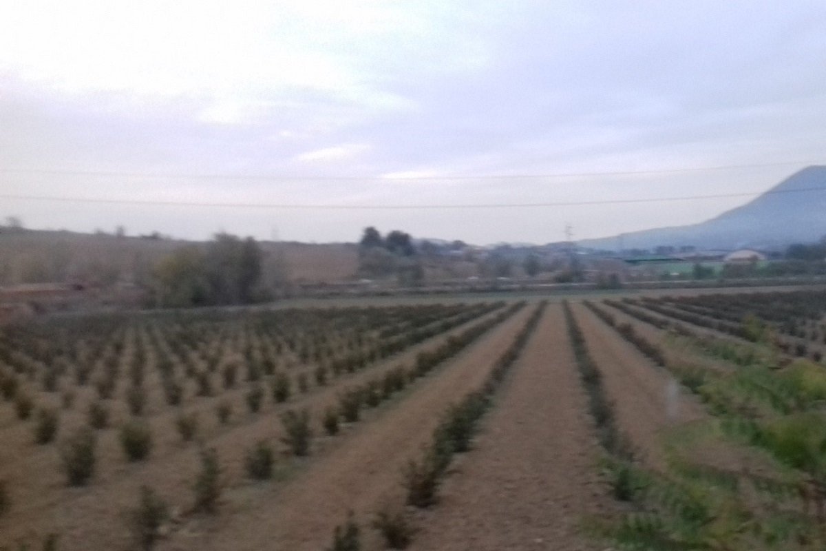 Record nazionale per l'agricoltura in Puglia