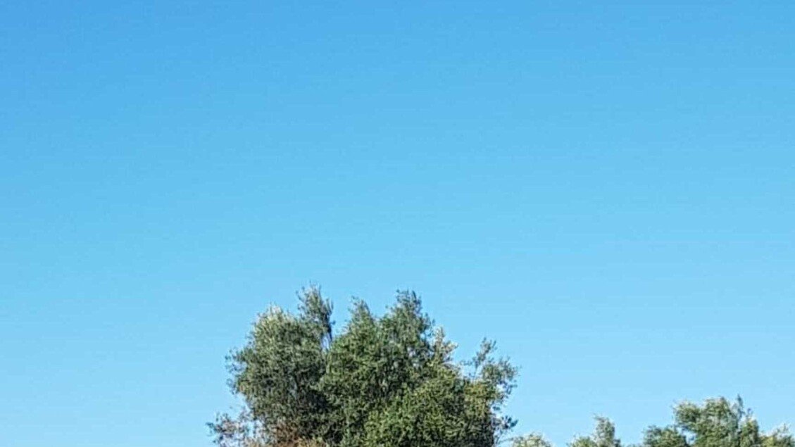 Xylella nel Foggiano: salgono a 153 gli ulivi infetti