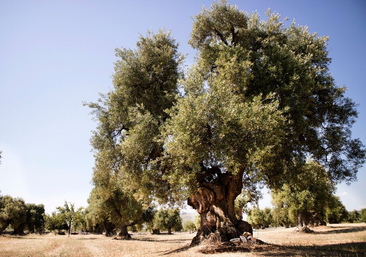 Alberi che sopravvivono a climi estremi: la resilienza degli ulivi secolari della Puglia al cambiamento climatico
