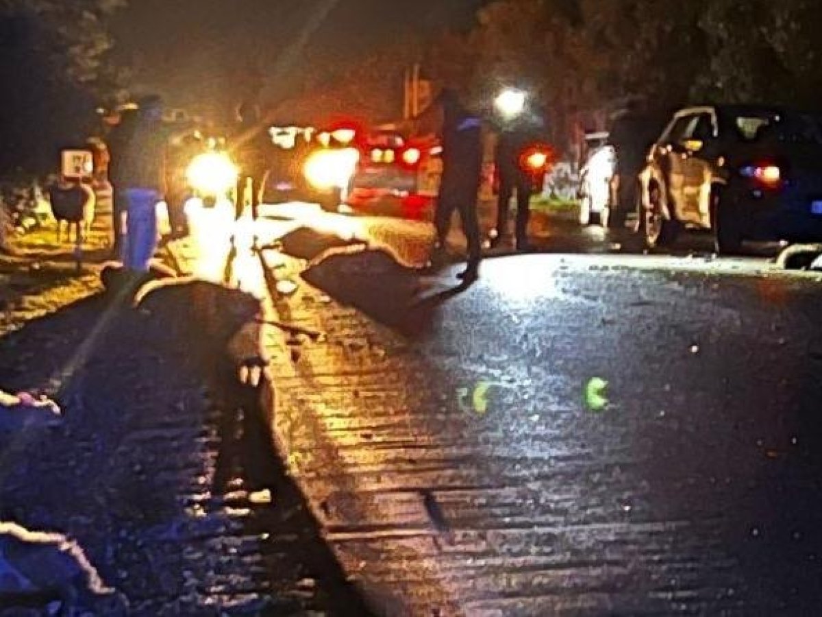 Strage di pecore a Ruvo: un gregge invade la provinciale per Corato e viene travolto dalle auto, causando la morte di dodici ovini.