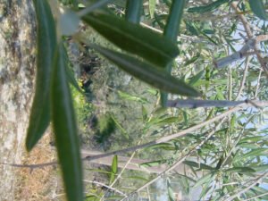 Tradizioni di Puglia: il passaggio dal reale al digitale