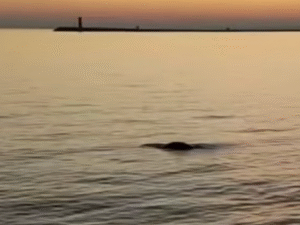 Venezia, avvistata una foca monaca in laguna: «Probabile che arrivi dalla Croazia»