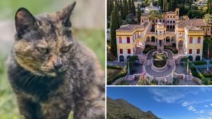 Addio alla gatta Gina, mascotte del Vittoriale di D’Annunzio per 16 anni: «Rimarrai per sempre nel nostro cuore»