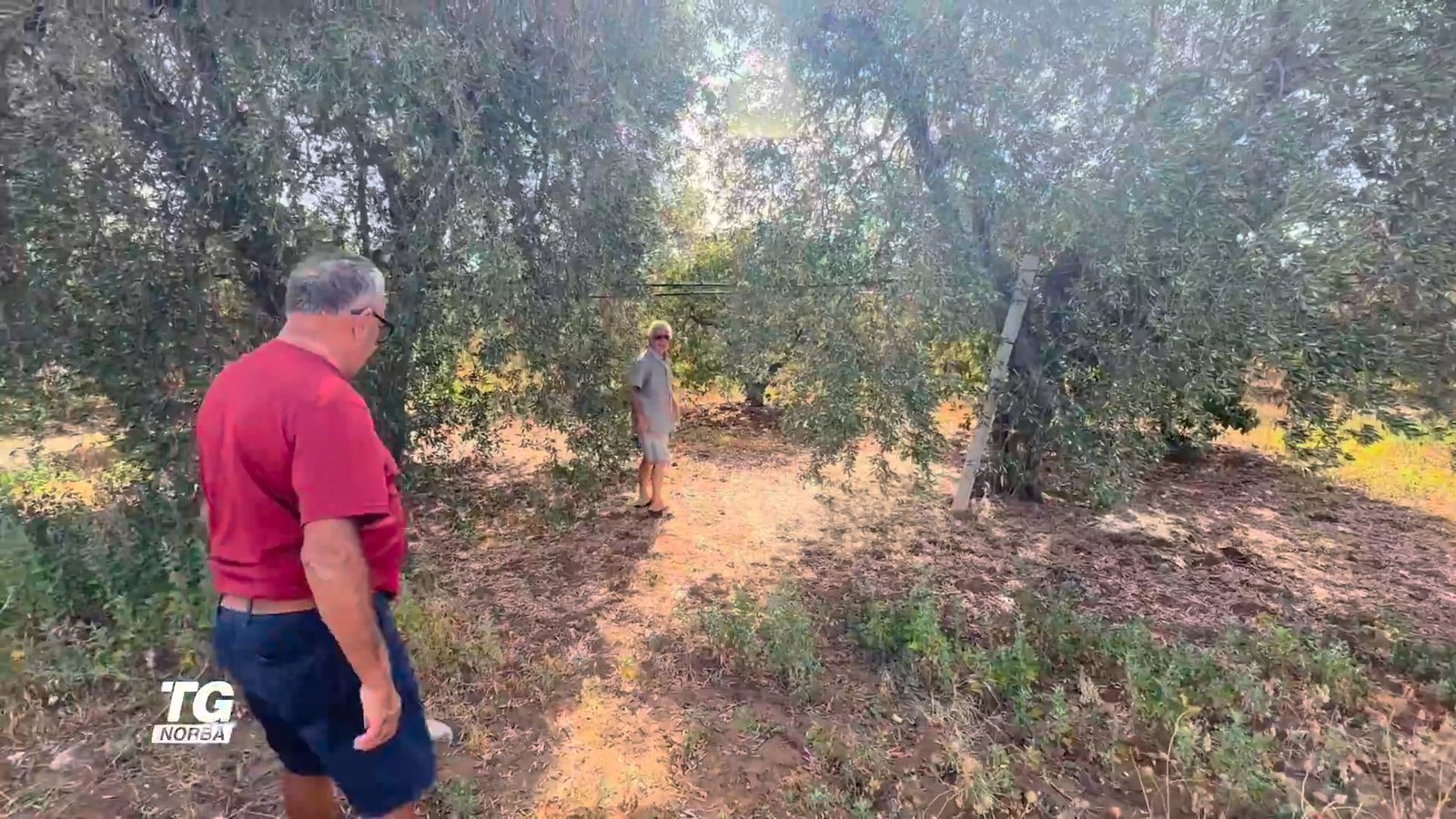 Agricoltura biologica: la Puglia è leader in Italia con crescita di superfici, consumi e fiducia dei cittadini.