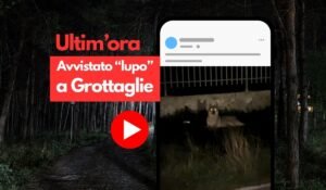 Avvistamento di un lupo tra Grottaglie, Crispiano e Martina Franca