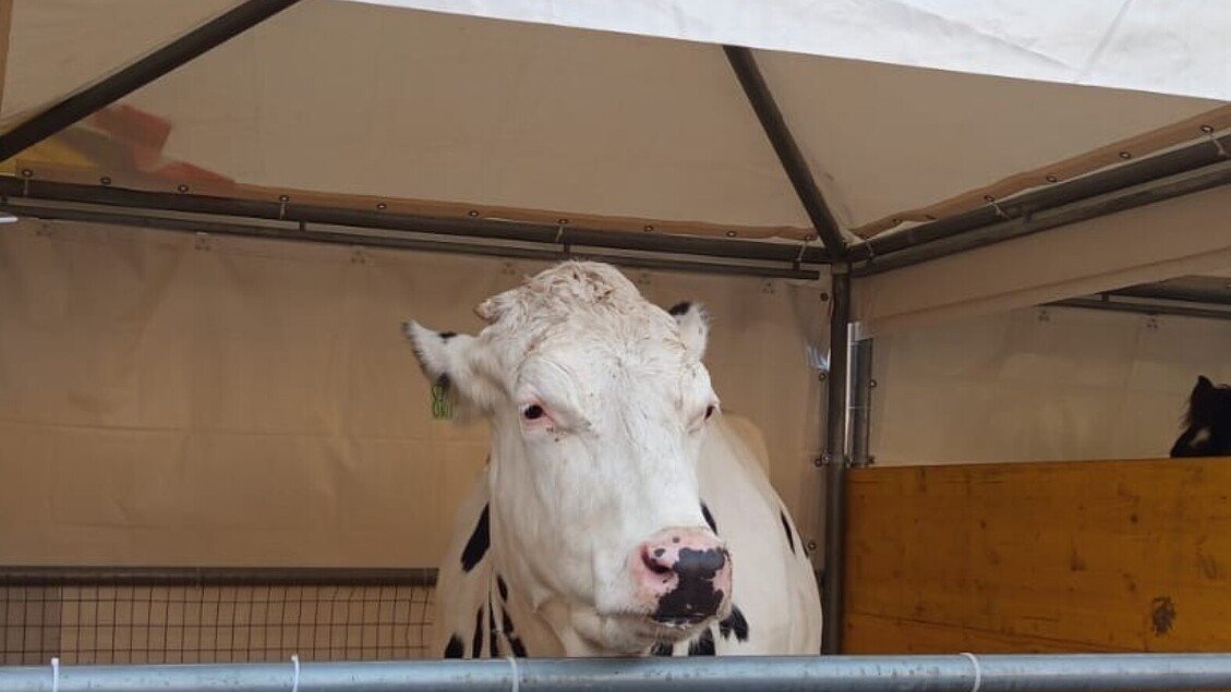 Coldiretti Puglia: "438mila animali in fattoria, patrimonio da tutelare"