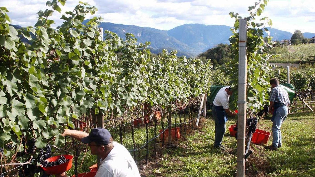 Decreto flussi: lotteria del click day per lavoratori stagionali, quasi 4mila richieste in Trentino