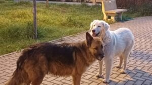 Due cani uccisi a Taranto, Brambilla: "Applicare il massimo della pena"