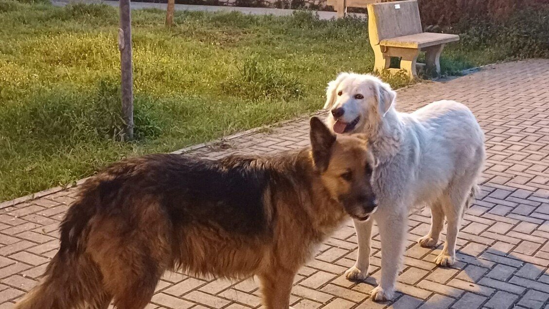 Due cani uccisi a Taranto, Brambilla: "Applicare il massimo della pena"