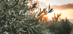 EVOLIO Expo 2026: dal 29 al 31 gennaio l'olio pugliese torna protagonista