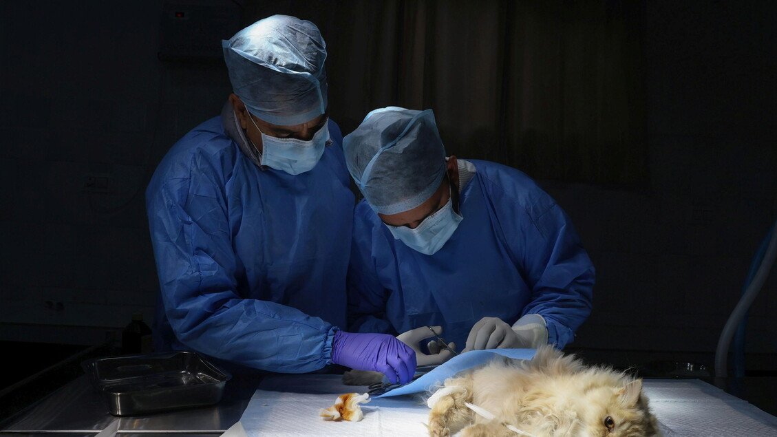 Il 70% delle infezioni emergenti deriva dagli animali: oggi si celebra la Giornata della prevenzione veterinaria.