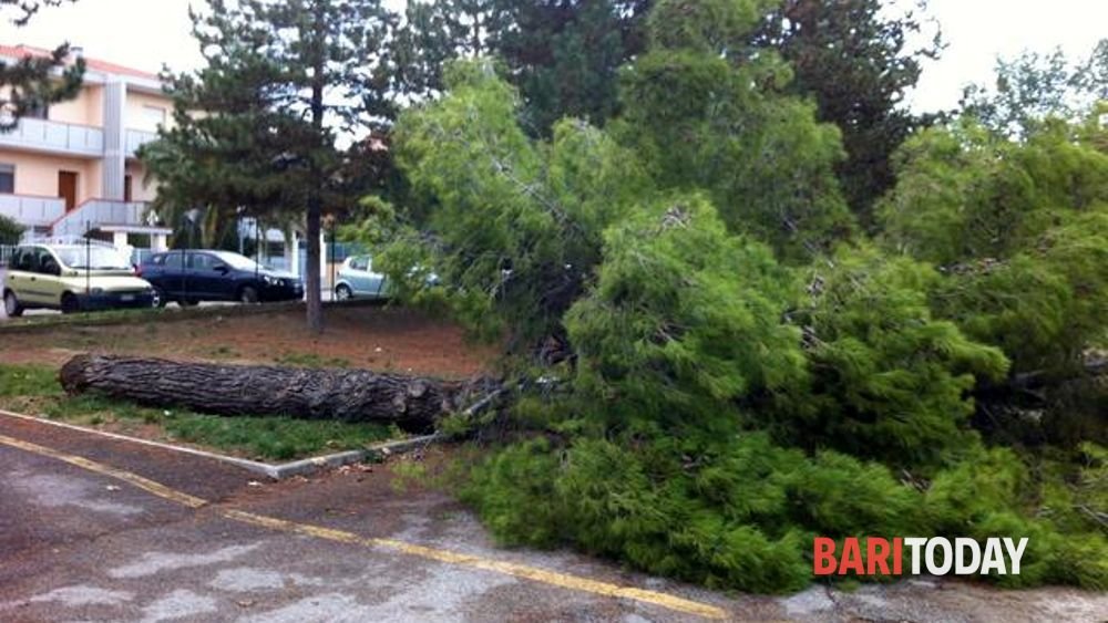 In Puglia quasi 1.700 interventi per alberi caduti nel 2025: "È emergenza"