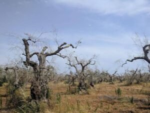 La xylella si diffonde in Puglia: trovato un ulivo infetto a Bitonto, patria dell'olio extravergine di oliva.