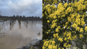 Maltempo: gelo e nubifragi si alternano a mimose in fiore. Un inverno anomalo in Puglia con 71 eventi in un anno.