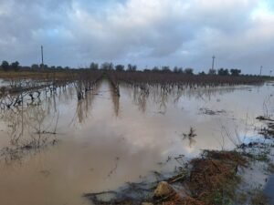 Maltempo in Puglia: gelo e nubifragi tra mimose già in fiore. Inverno imprevedibile con 71 eventi.