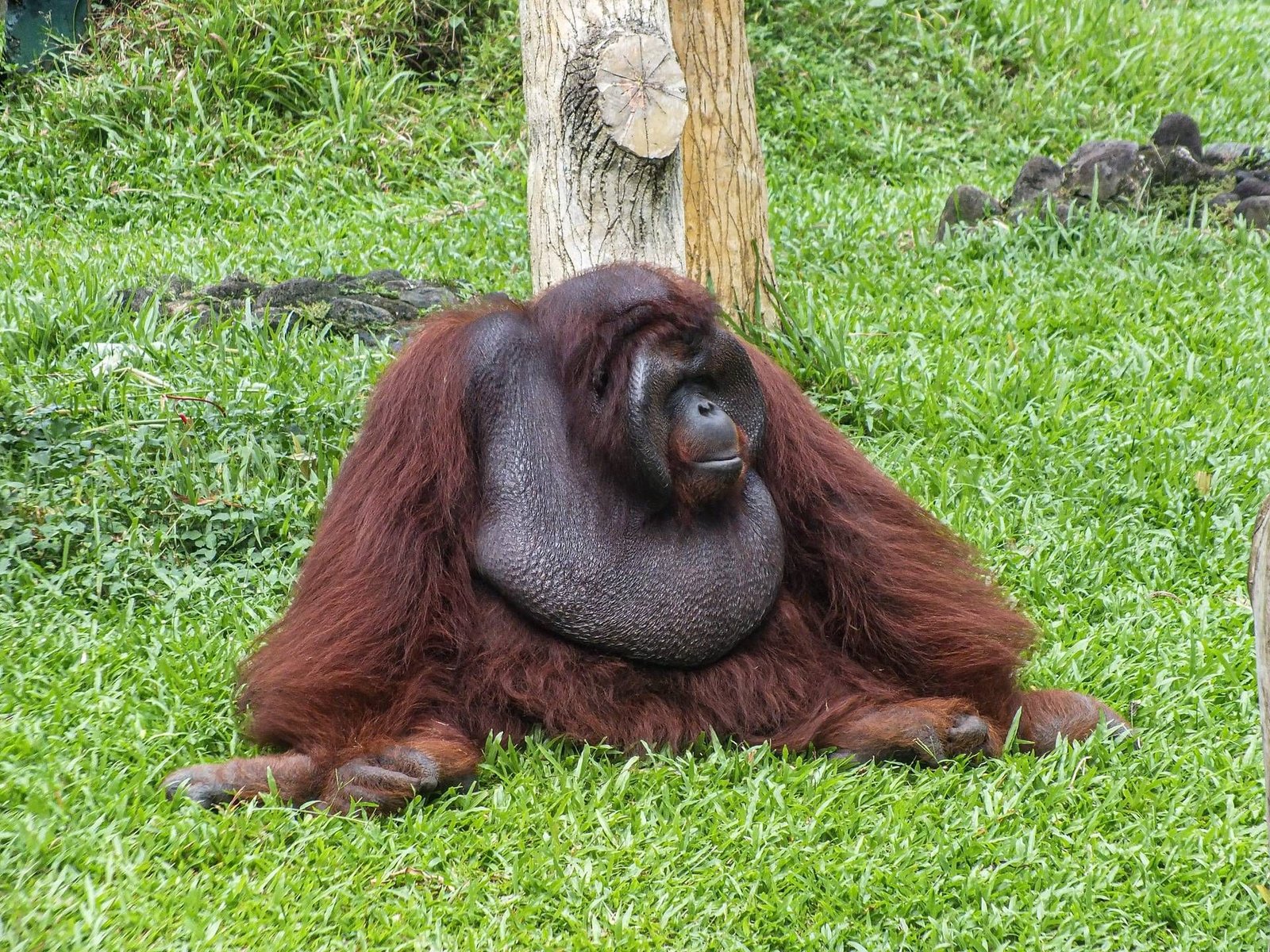 Anche gli scimpanzé bevono alcol: la scoperta che cambia tutto.