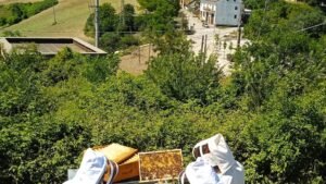 Ecco Volio, il miele dell'inclusione sociale prodotto a San Marco La Catola